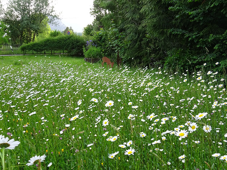 Blumen Wiese